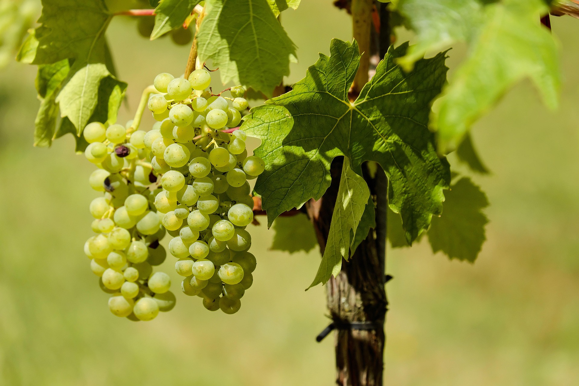 Koch 10 4 2026 couleur grapes 1611089_1920