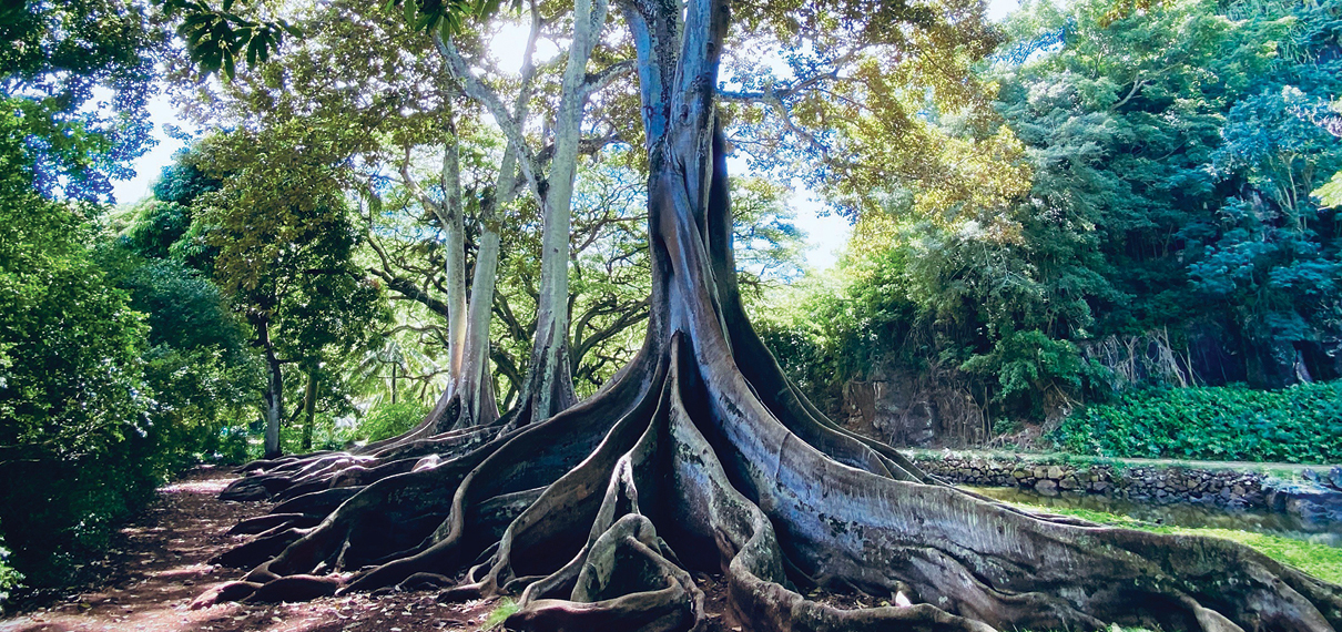 MaryM feb_tree roots