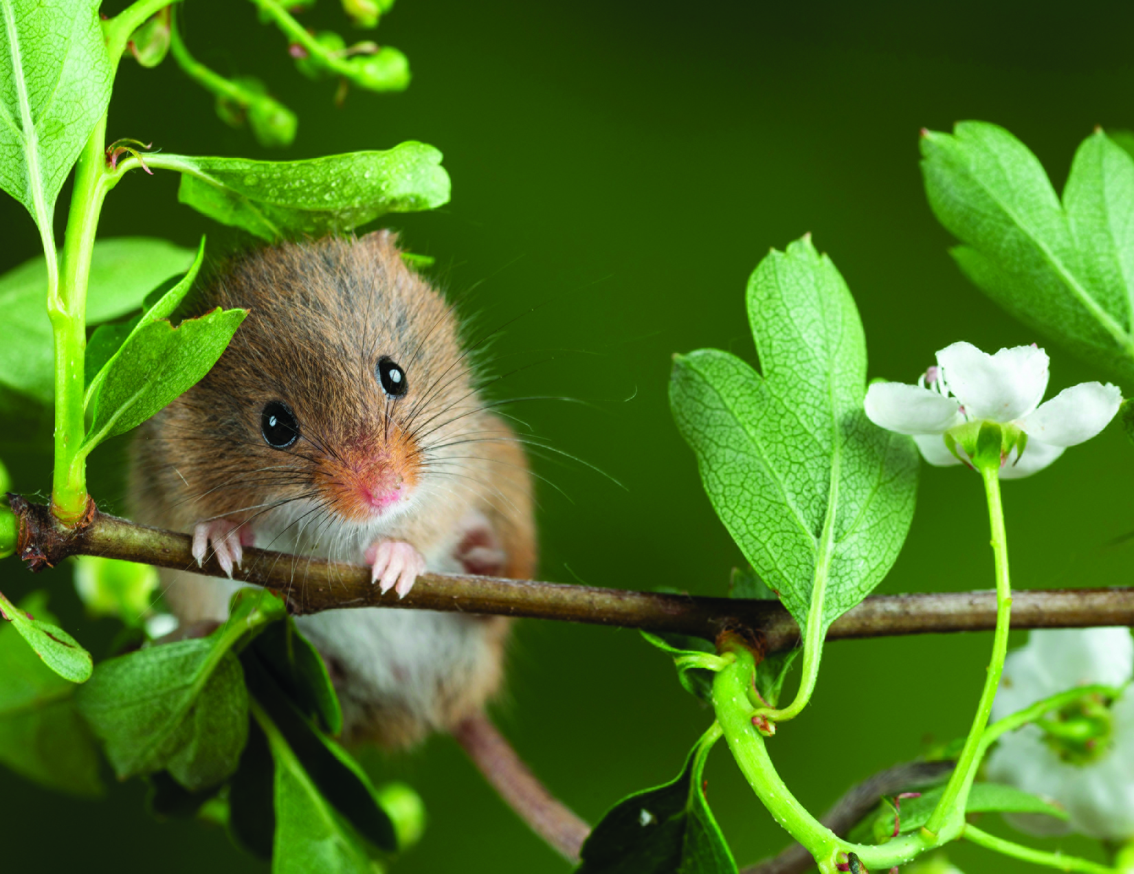 SPIRITUALITY Morrell harvest mice getty images GnDS5hCqMDY unsplash 1