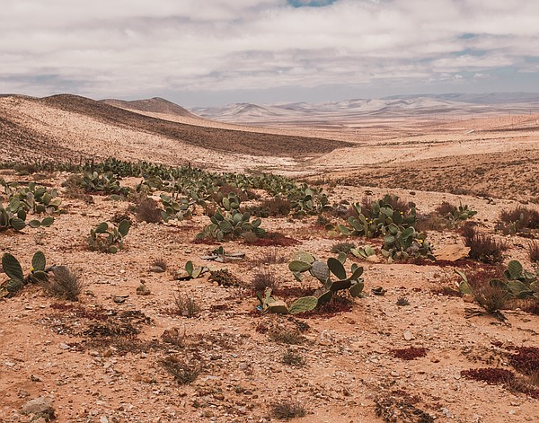 desert_t600