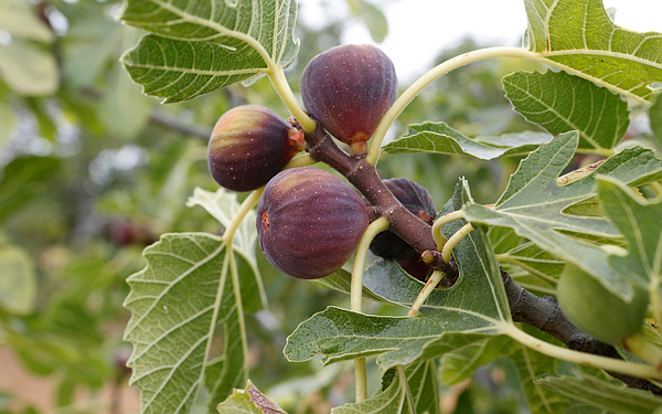 web_size_20_t600