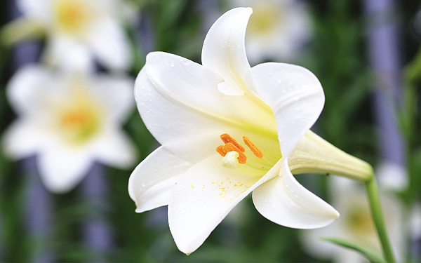 web_size_48_t600